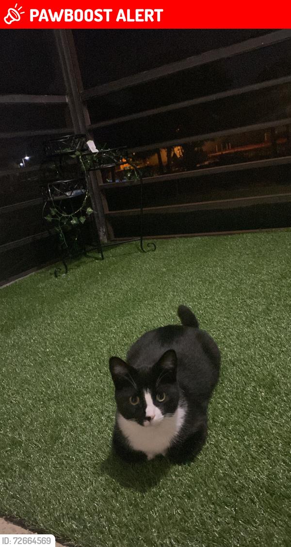 Lost Male Cat last seen Military trail and southern blvd, Palm Beach County, FL 33415