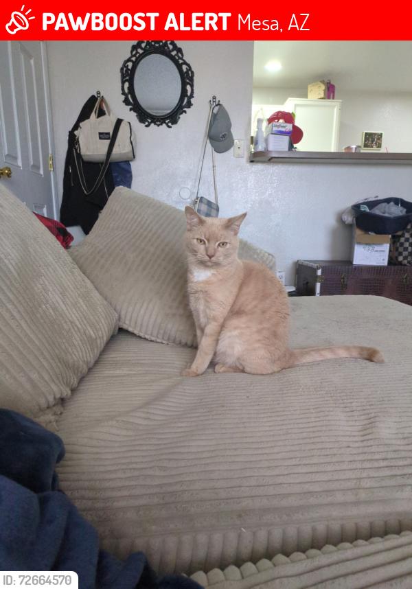 Lost Male Cat last seen Raftriver and starvalley, Mesa, AZ 85215