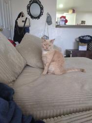 Lost Male Cat last seen Raftriver and starvalley, Mesa, AZ 85215