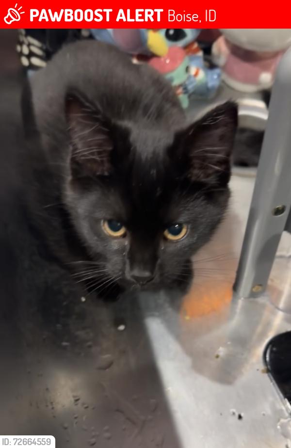 Lost Male Cat last seen Lockwood , Boise, ID 83709