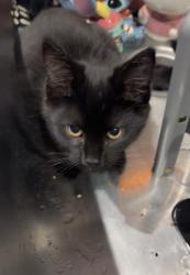 Lost Male Cat last seen Lockwood , Boise, ID 83709