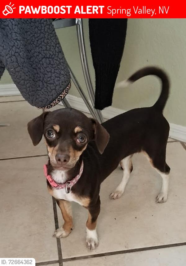 Lost Female Dog last seen Aquila Market at the corner of duneville st and Tropicana ave, Spring Valley, NV 89103
