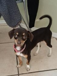 Lost Female Dog last seen Aquila Market at the corner of duneville st and Tropicana ave, Spring Valley, NV 89103