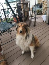 Lost Female Dog last seen washington Loop Rd., Punta Gorda, FL 33982