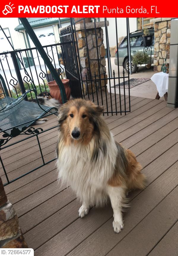 Lost Female Dog last seen washington Loop Rd., Punta Gorda, FL 33982