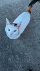 Found/Stray Female Cat last seen Kelly, Edmond, OK 73034