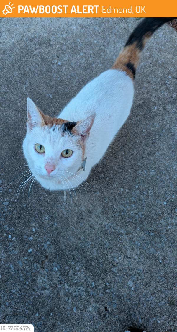 Found/Stray Female Cat last seen Kelly, Edmond, OK 73034