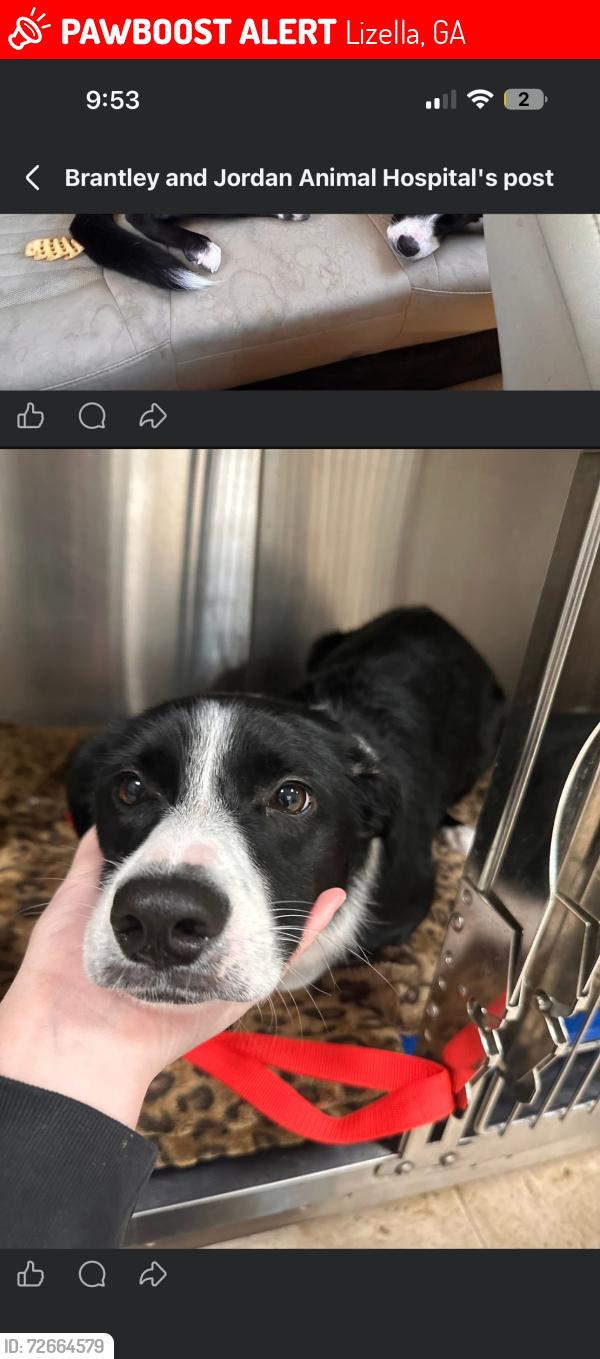 Lost Female Dog last seen columbus road , waters edge , gates road , Lizella, GA 31052