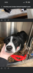 Lost Female Dog last seen columbus road , waters edge , gates road , Lizella, GA 31052