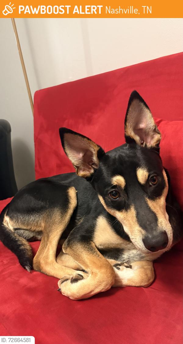 Found/Stray Male Dog last seen Old Hickory Lake, Nashville, TN 37115