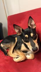 Found/Stray Male Dog last seen Old Hickory Lake, Nashville, TN 37115