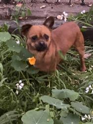 Found/Stray Male Dog last seen 23rd and Fruitvale, Oakland, CA 94601