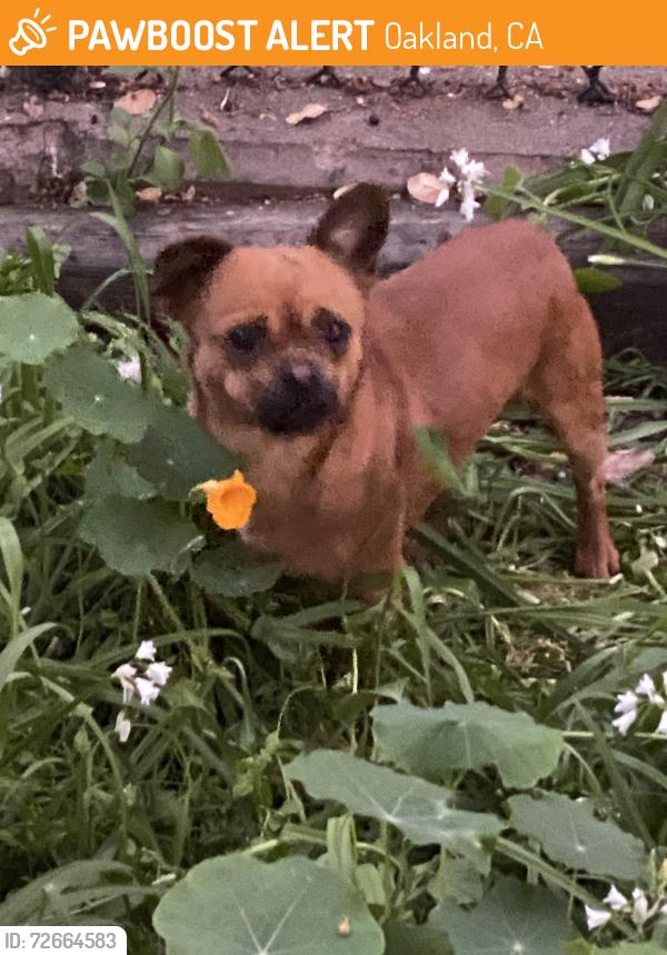 Found/Stray Male Dog last seen 23rd and Fruitvale, Oakland, CA 94601