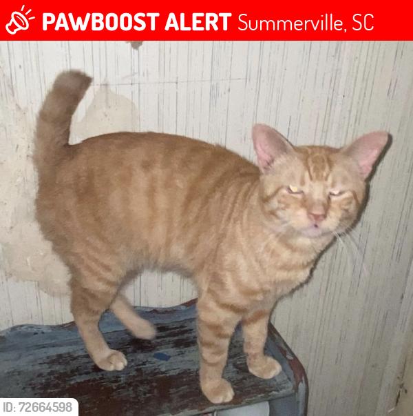 Lost Male Cat last seen Public storage facility , Summerville, SC 29486