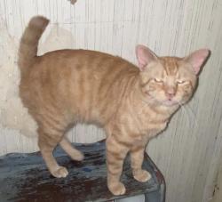 Lost Male Cat last seen Public storage facility , Summerville, SC 29486