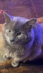 Lost Male Cat last seen Building 23 , San Pablo, CA 94806
