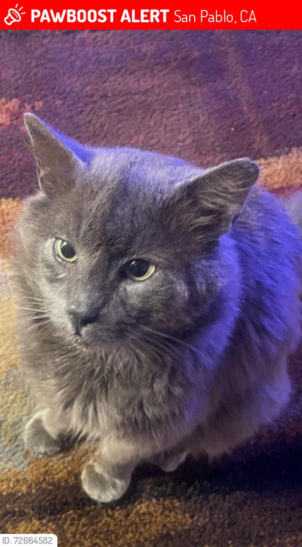 Lost Male Cat last seen Building 23 , San Pablo, CA 94806