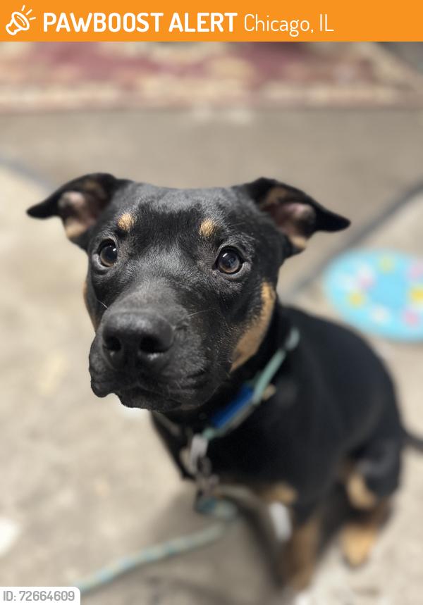 Found/Stray Male Dog last seen Armitage and Kildare , Chicago, IL 60647