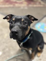 Found/Stray Male Dog last seen Armitage and Kildare , Chicago, IL 60647