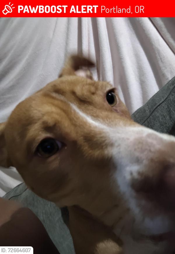 Lost Female Dog last seen 174th se powell, Portland, OR 97266