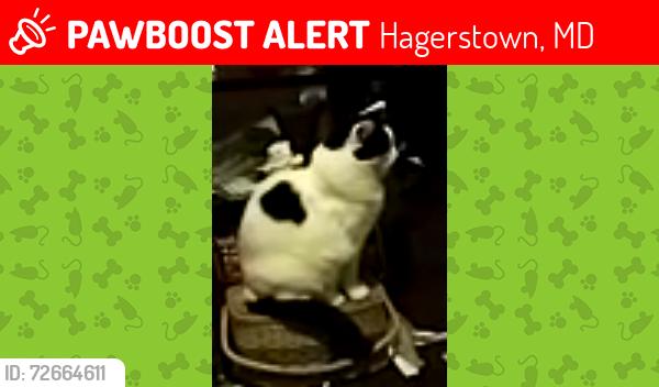 Lost Male Cat last seen Elm Street in mulberry, Hagerstown, MD 21740