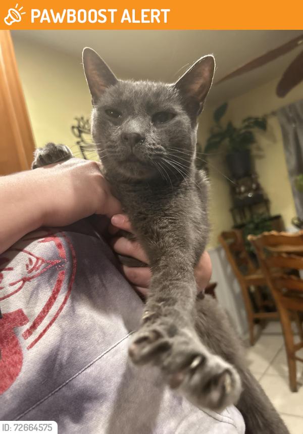 Found/Stray Unknown Cat last seen Red Hill Park, Rancho Cucamonga, CA 91730