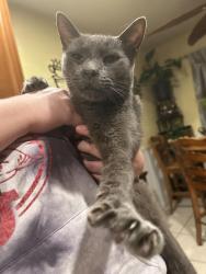 Found/Stray Unknown Cat last seen Red Hill Park, Rancho Cucamonga, CA 91730