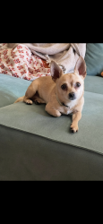 Lost Male Dog last seen Carolyn lane , Murphy, TX 75094