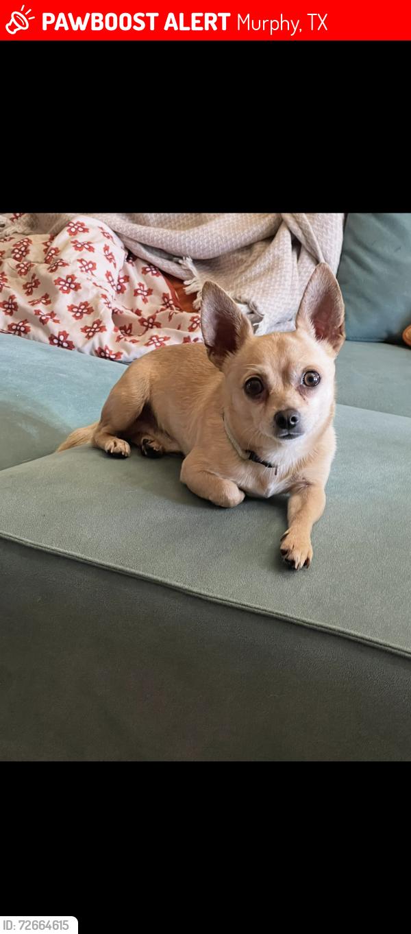 Lost Male Dog last seen Carolyn lane , Murphy, TX 75094