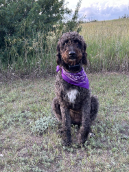 Lost Female Dog last seen North of Belfield by 6 mile, Dickinson, ND 58601