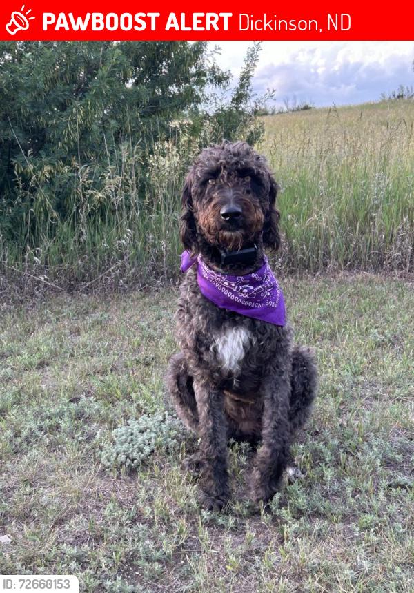 Lost Female Dog last seen North of Belfield by 6 mile, Dickinson, ND 58601