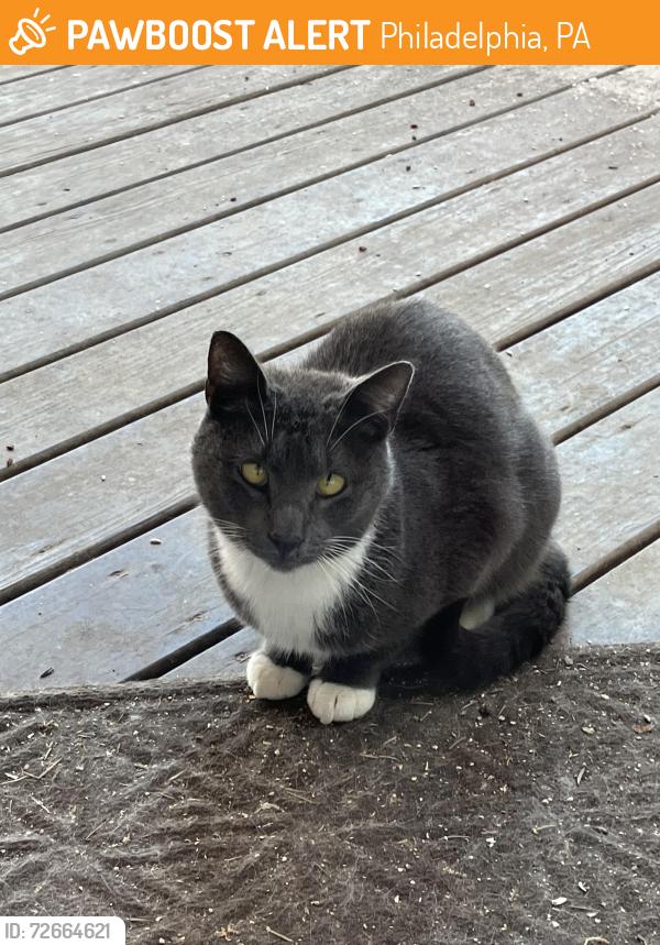 Found/Stray Unknown Cat last seen Baynton and East Coulter, Philadelphia, PA 19144