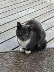 Found/Stray Unknown Cat last seen Baynton and East Coulter, Philadelphia, PA 19144