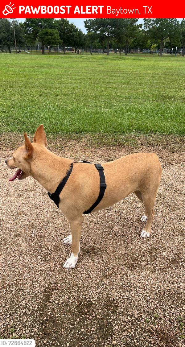 Lost Female Dog last seen Near N Highway 146 Trlr 9, Baytown, TX 77521