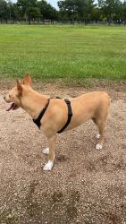 Lost Female Dog last seen Near N Highway 146 Trlr 9, Baytown, TX 77521