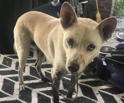 Lost Female Dog last seen arney & Pickwell , San Antonio, TX 78223