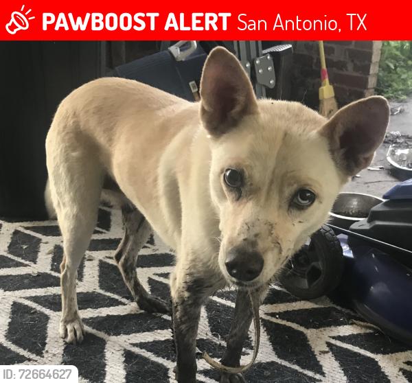 Lost Female Dog last seen arney & Pickwell , San Antonio, TX 78223
