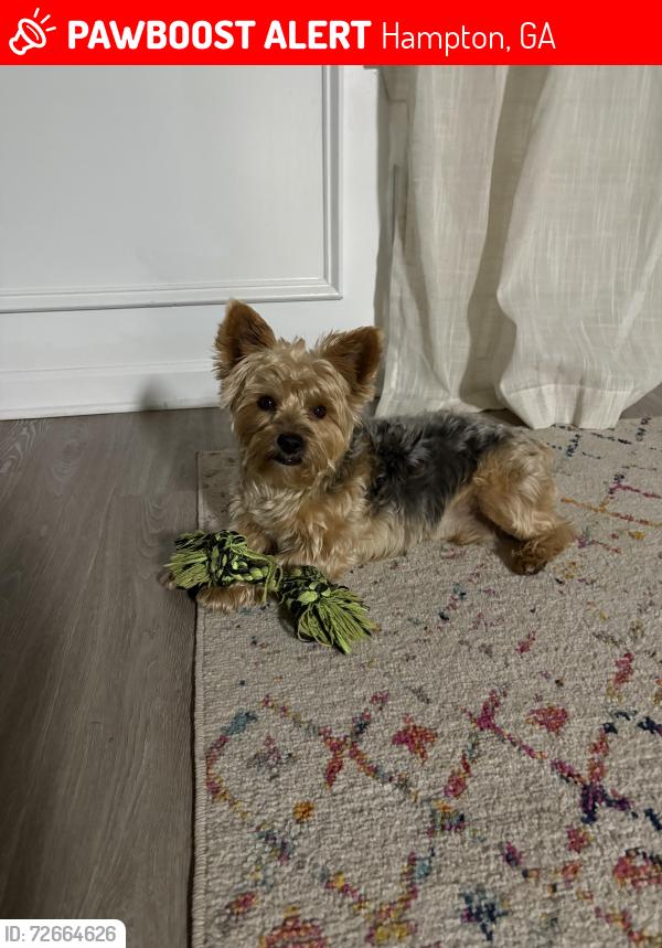 Lost Male Dog last seen S.R. 81 and Labrador Chase Dr., Hampton, GA 30228