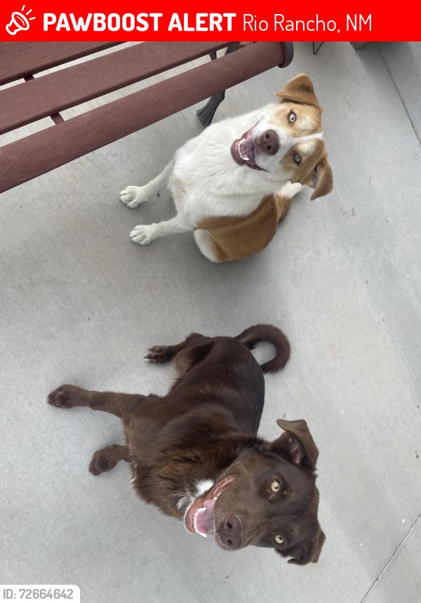 Lost Female Dog last seen Idalia and Kim, Rio Rancho, NM 87174