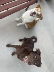 Lost Female Dog last seen Idalia and Kim, Rio Rancho, NM 87174