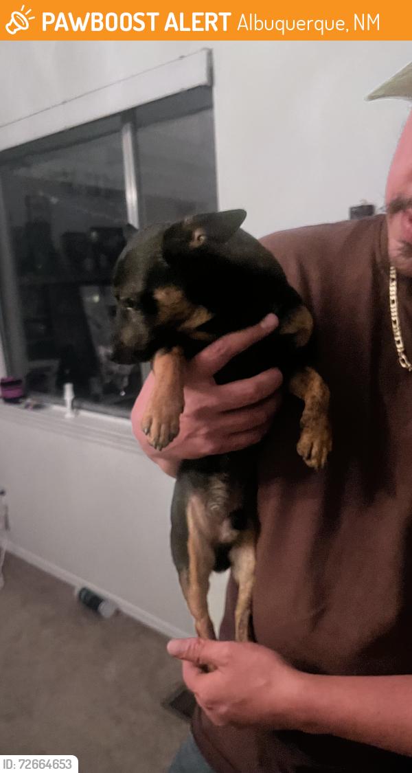 Found/Stray Male Dog last seen Chelwood candlearia , Albuquerque, NM 87112