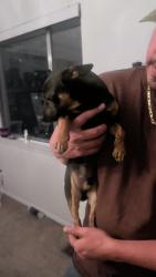 Found/Stray Male Dog last seen Chelwood candlearia , Albuquerque, NM 87112
