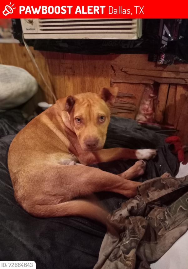 Lost Male Dog last seen Oslo Lane, Dallas, TX 75217