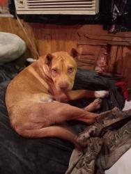 Lost Male Dog last seen Oslo Lane, Dallas, TX 75217