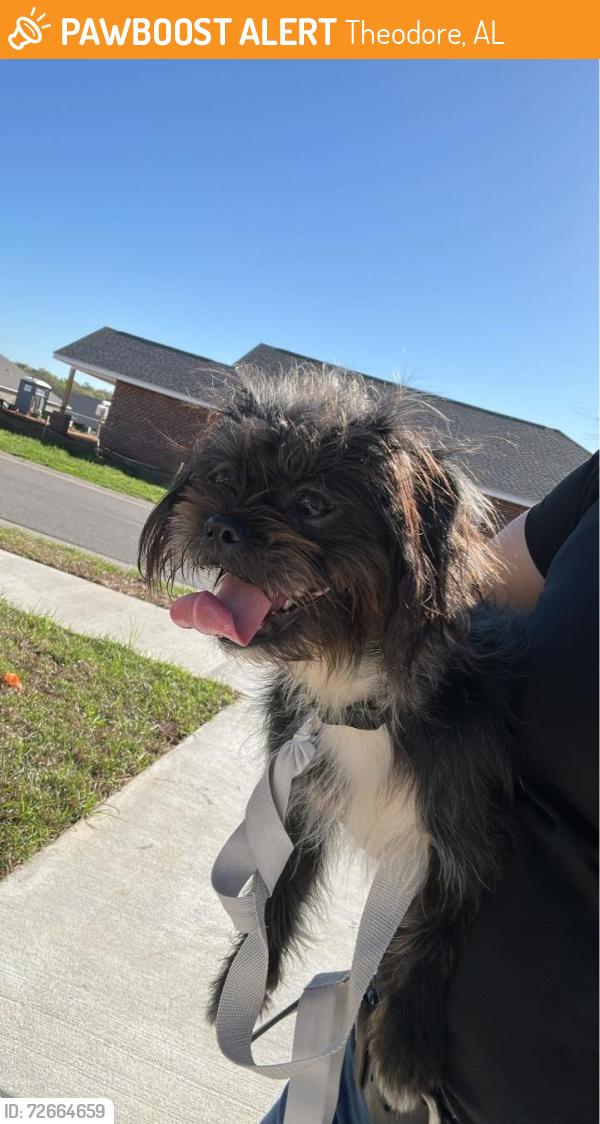 Found/Stray Female Dog last seen Clearview Drive, Theodore, AL 36619