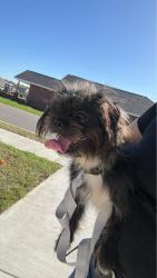 Found/Stray Female Dog last seen Clearview Drive, Theodore, AL 36619
