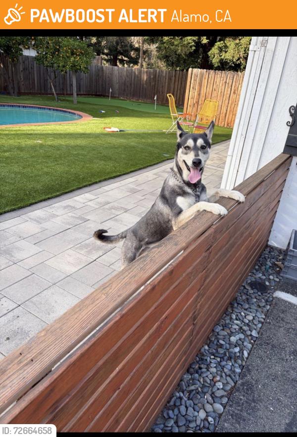 Found/Stray Male Dog last seen Las trampas and Danville blve, Alamo, CA 94507