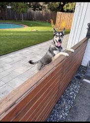 Found/Stray Male Dog last seen Las trampas and Danville blve, Alamo, CA 94507