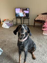 Lost Female Dog last seen Wake forest road and navaho , Raleigh, NC 27609