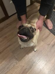 Found/Stray Male Dog last seen Close to park off webb, Wichita, KS 67207